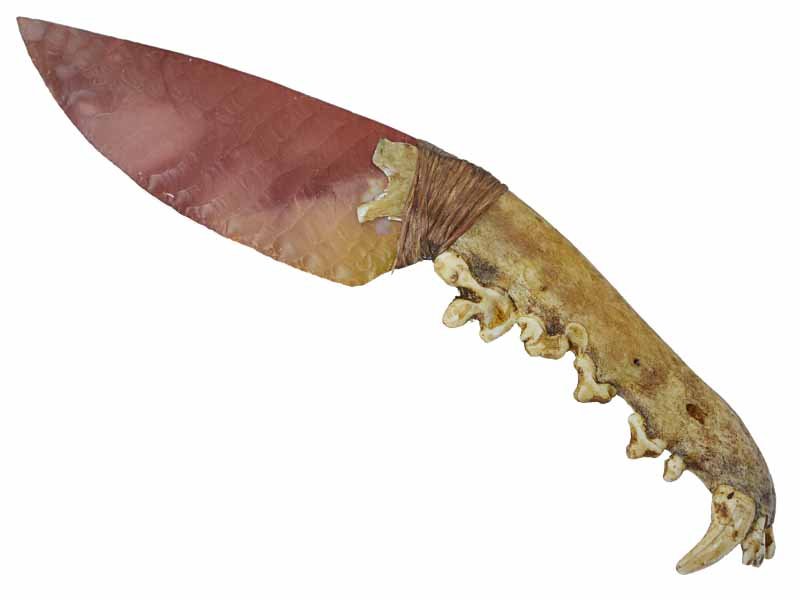 Faca para colecionador em Obsidiana. Empunhadura mandíbula de coiote, 20 cm