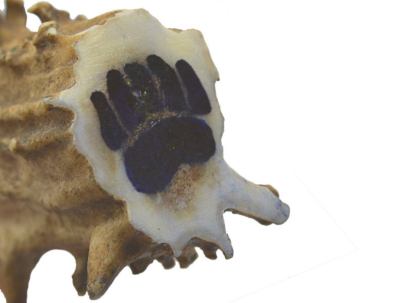 Faca para colecionador em Obsidiana com empunhadura em chifre de cervo, 23 cm